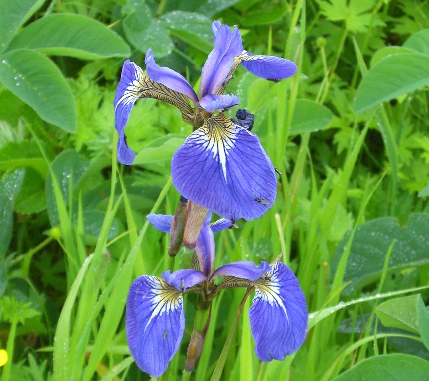 ヒオウギアヤメ（Iris setosa）の花